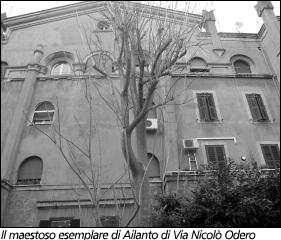 Ailanto, albero del paradiso