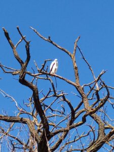 Parco di Tor Marancia prima degli interventi