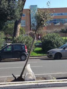 lecci in via ostiense