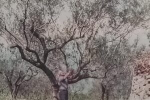 l'ulivo secolare 2 di donato