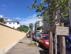 alberi via baldassarre castiglione