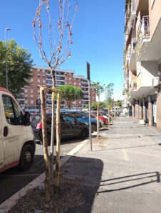alberi via benedetto croce