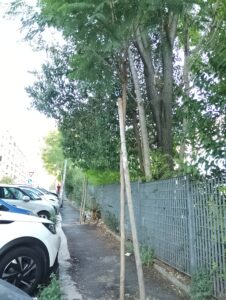 alberi di via benzoni