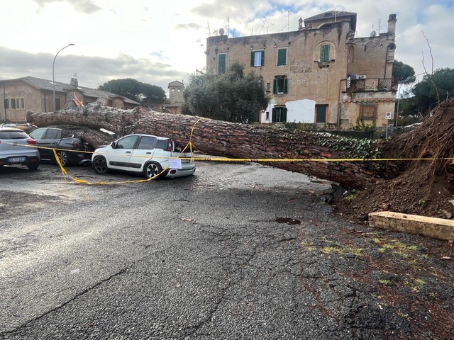 Cade un grosso pino in via Guglielmotti, paura alla Garbatella